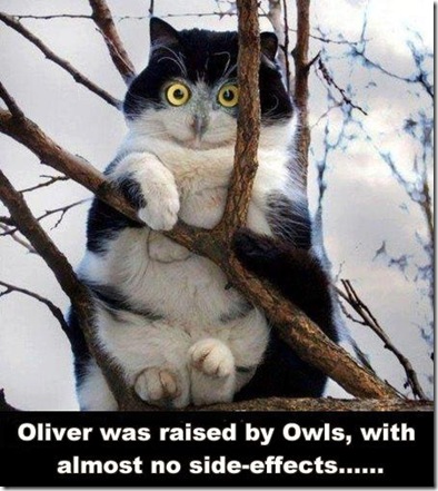 funny owl cat pic